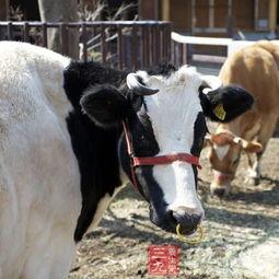国产牛牛,探寻中国牛肉产业的崛起之路