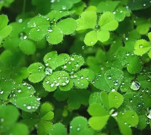 国产人人草,人人草,绿色健康生活新选择